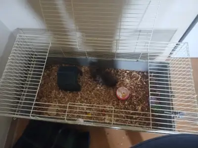 Young Guinea Pig $$free, View more