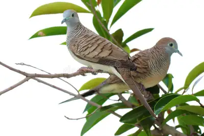 Pair of Zebra Doves, View more