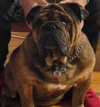 Hexon is a stunning 19-month-old brindle male, We are looking for a wonderful home for him as our fa...