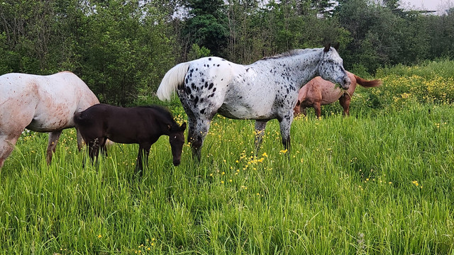 KTM LIVESTOCK in Horses & Ponies for Rehoming in Sudbury - Image 4