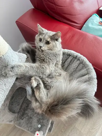  1-Year-Old Dilute Tortie Fluffball, View more