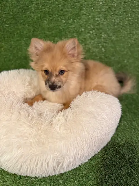 Chiot pomsky  male(438-861-7006) in Dogs & Puppies for Rehoming in City of Montréal - Image 4