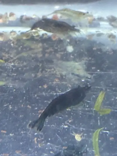 Black Rose Neocaridina Shrimp - low grade -20 for 20$, View more