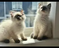Ragdoll Kittens AND Ragdoll/Siamese ** Special Expires June 1st 