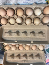 Hatching Eggs!