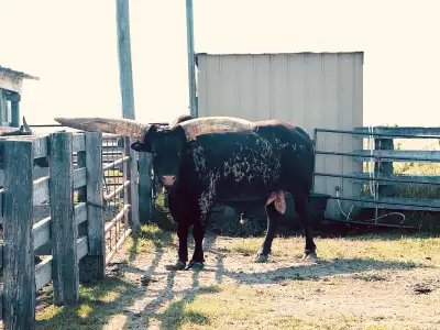 2 x 2 Year Old Bred Watusi Longhorn Heifers , View more