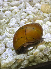 Nerite Snails $12 for 4,  -  or $4 each. 
