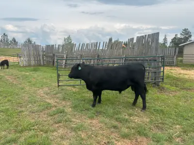 Black angus, View more
