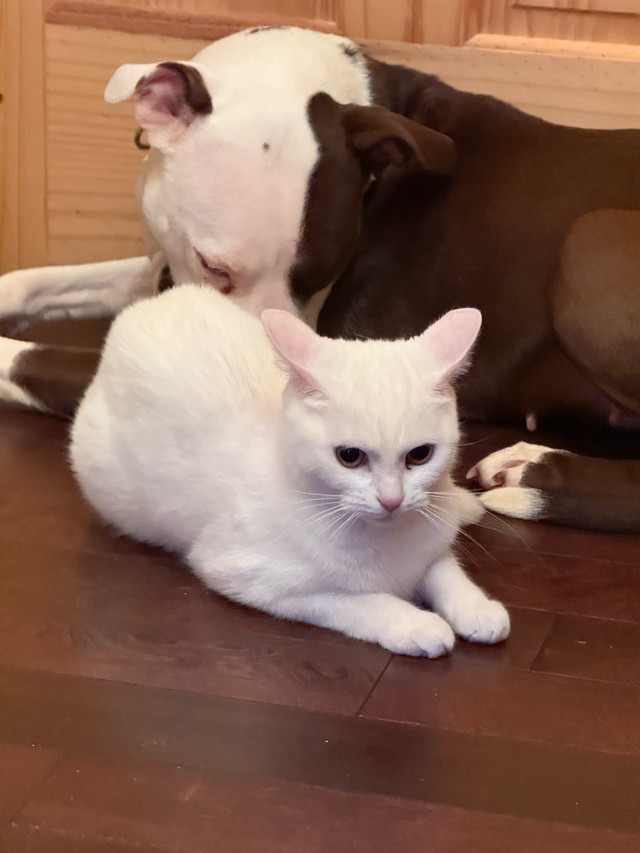 chatte blanche dans Chats et chatons à adopter  à Lanaudière