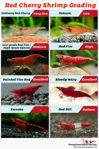 Healthy Active Red Cherry Shrimp @ Sale Prices
