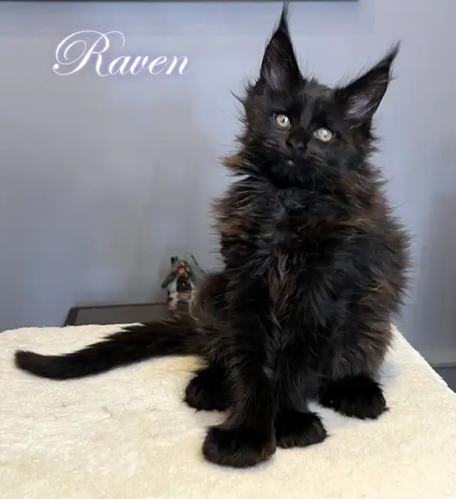 Registered Purebred Maine Coon Kittens in Cats & Kittens for Rehoming in Victoria - Image 2