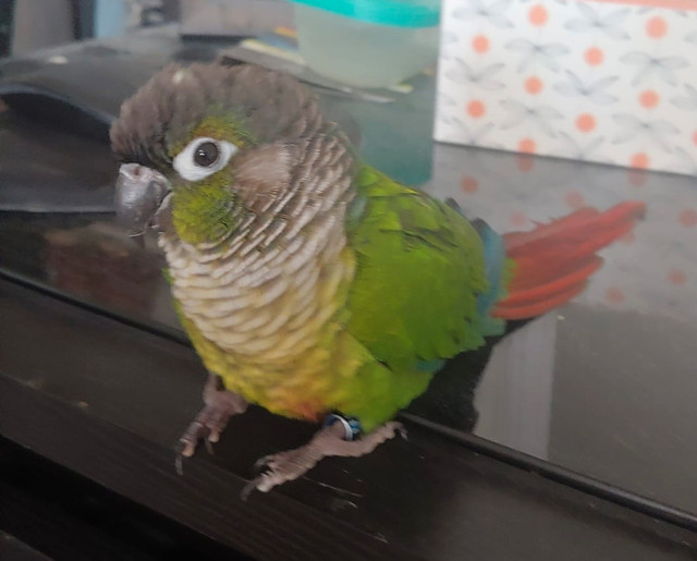 GREEN CHEEK CONURES FOR A NEW HOME in Birds for Rehoming in Oshawa / Durham Region - Image 2