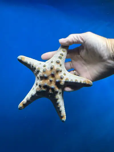 starfish’s , View more