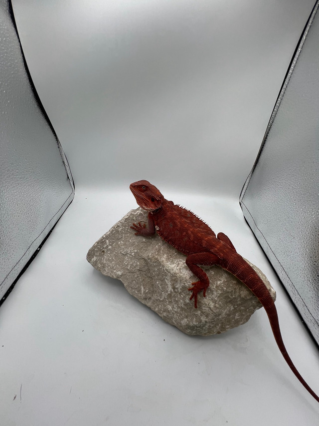 NEW BEARDED DRAGONS AVAIL ON SITE!! in Reptiles & Amphibians for Rehoming in Burnaby/New Westminster - Image 4