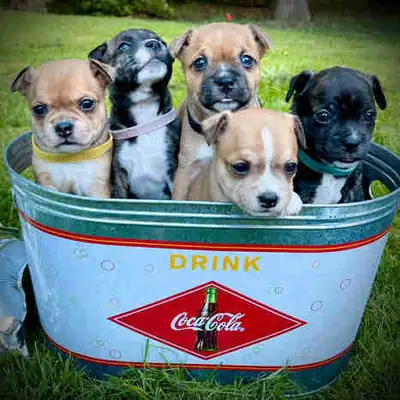 8 gorgeous and sweet Boston terrier cross puppies. Amazing family dogs. 4 females and 2 males are st...