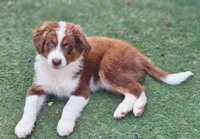 Bonjour, j'ai de beaux chiots berger australien moyenne taille entre 35 lbs a 50 lbs se cherche une...
