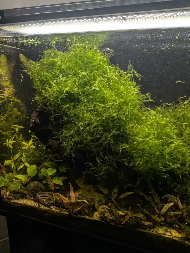 Aquarium Moss in Fish for Rehoming in Calgary - Image 3