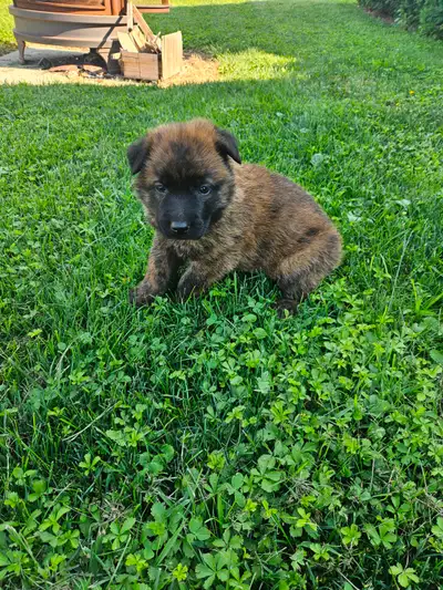Dutch Shepherd Puppies (Working), View more