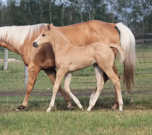 Son of SLYE BY DESIGN out of a Famous Bugs daughter in Horses & Ponies for Rehoming in Oshawa / Durham Region - Image 9