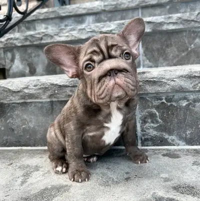 French Bulldog Female, View more