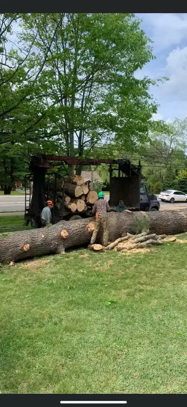 Tree Limb Removal Service63771552832769124