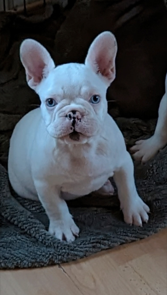  French bulldog puppies for sale. CKC registered  in Dogs & Puppies for Rehoming in Chilliwack - Image 4