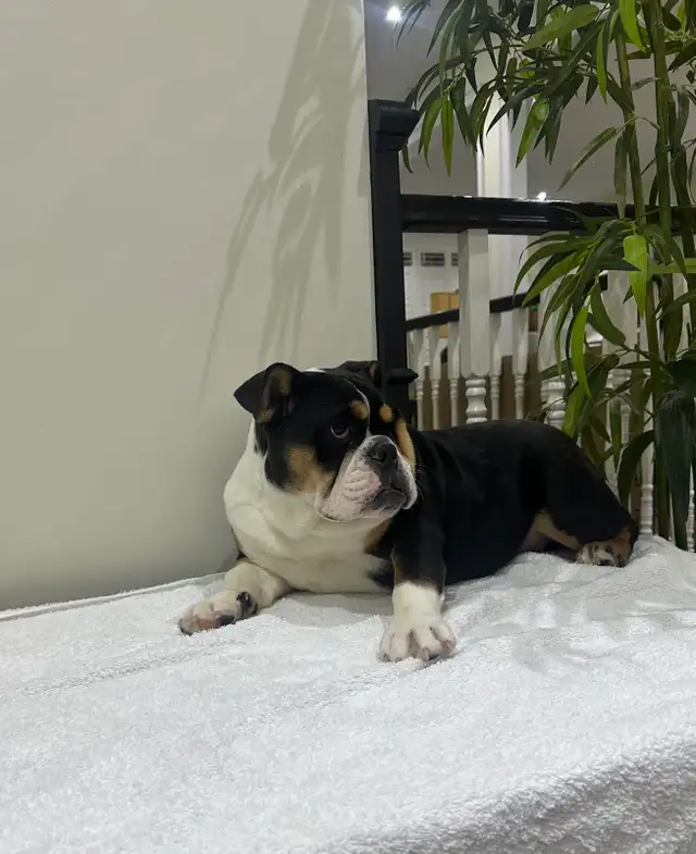 ENGLISH BULLDOGS PUPPY in Dogs & Puppies for Rehoming in Mississauga / Peel Region - Image 6