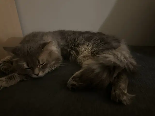 CAT (siberian ragdoll)