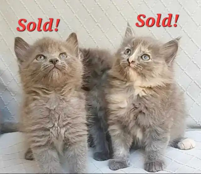*ALL SOLD!* Maine Coon X Kittens! Creams, Greys and Torties!