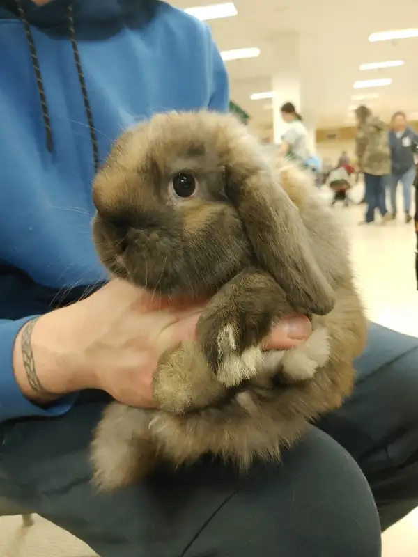 EXTRAORDINARY HOLLAND LOP BABY BUNNY RABBITS in Small Animals for Rehoming in City of Toronto - Image 6