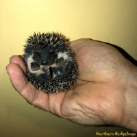 Baby Hedgehogs from a local Ethical Breeder