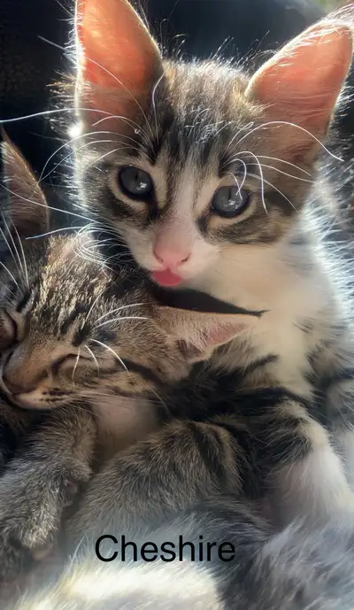 kittens for sale, View more
