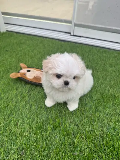 Tiny Korean Maltese Top Class, View more