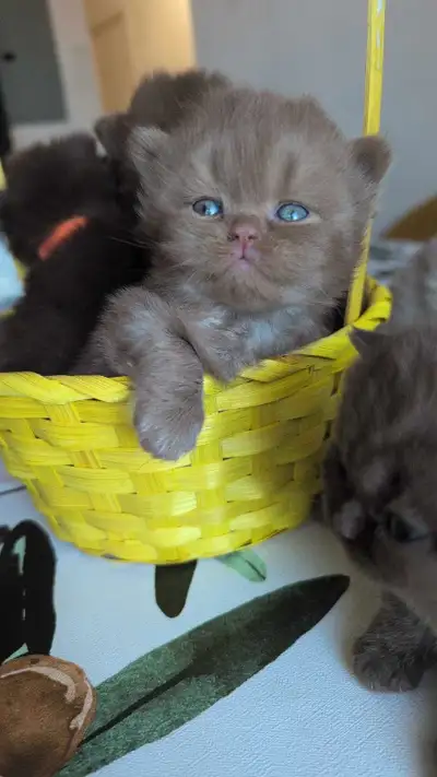 Purebred British shorthair/long hair kitten, View more