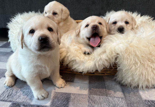 INCREDIBLE CKC REGISTERED YELLOW  LAB RETRIEVER pups in Dogs & Puppies for Rehoming in Comox / Courtenay / Cumberland - Image 2