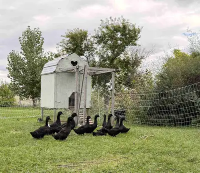Cayuga duck drakes , View more