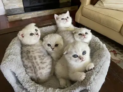 ❤️❤️Cute Purebred British/Scottish shorthair kittens, View more