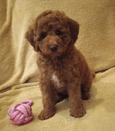 Adorable small miniature poodle puppies are ready for rehoming, View more