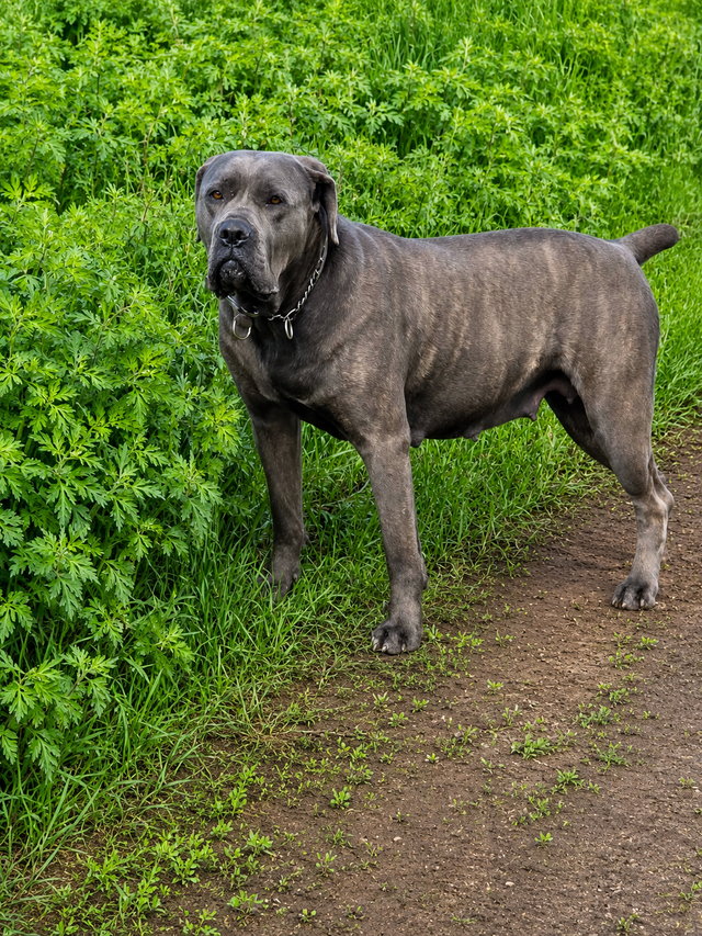 bébés chiens Canecorso à vendre in Dogs & Puppies for Rehoming in Laurentides - Image 8