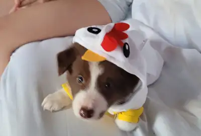 CBCA registered puppies, View more