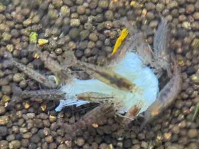 Australian Amano shrimp, View more