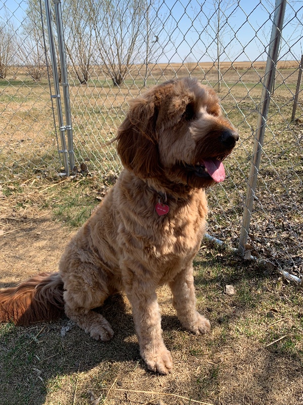 Beautiful, Friendly, 2 year old, Spayed, Female Goldendoodle Dogs