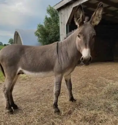 standard Jenny wanted , View more