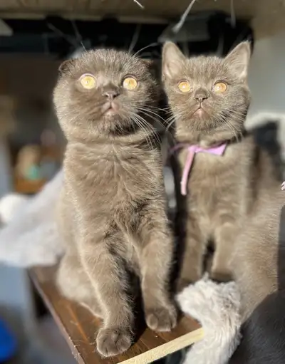 Scottish fold chocolat et femelle hybride, View more