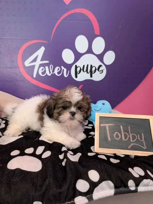 Shih-tzu pure puppies June 29**HYPOALLERGENIC in Dogs & Puppies for Rehoming in West Island - Image 12