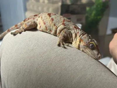3 Year Old Gargoyle Gecko – Red Stripe/Blotch Morph, View more