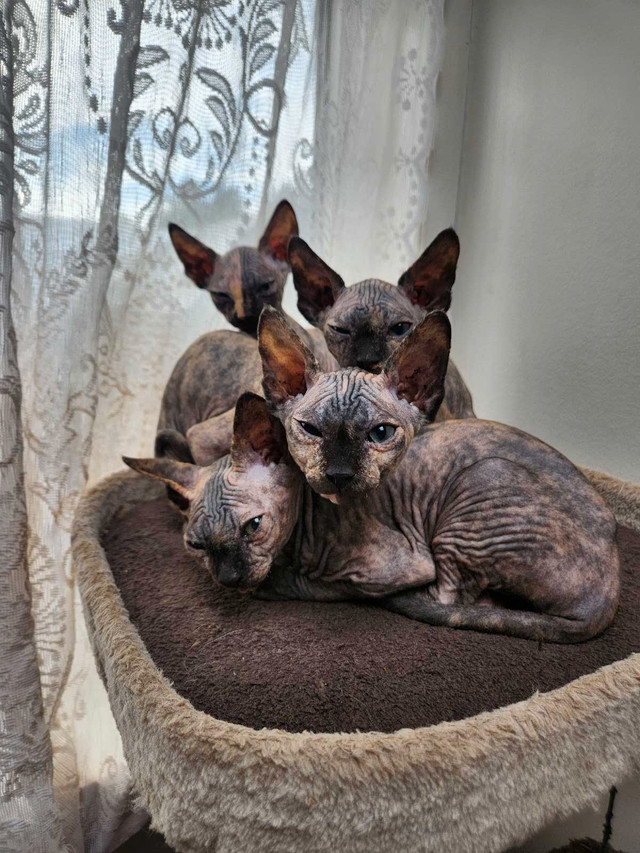Sphynx/purebred   in Cats & Kittens for Rehoming in Owen Sound