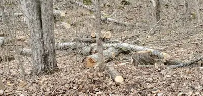 POPLAR CHUNKS, View more