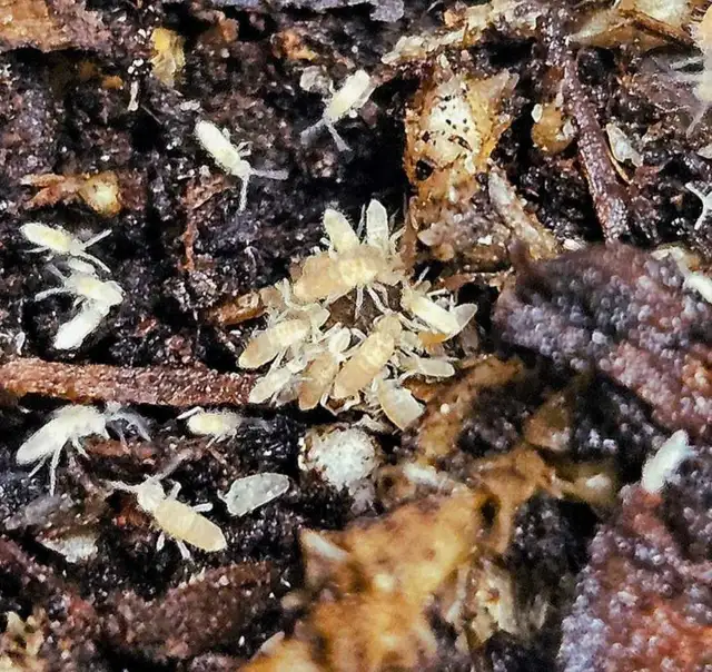Tropic White Springtails! in Reptiles & Amphibians for Rehoming in London - Image 4