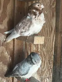 Chines owl Pigeons